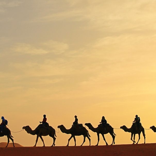Camel Trekking, Day Trips, Excuriones